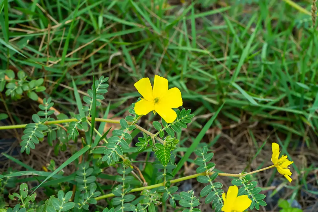 Kotvičník zemný lat. Tribulus terrestris, cz. Kotvičník zemní