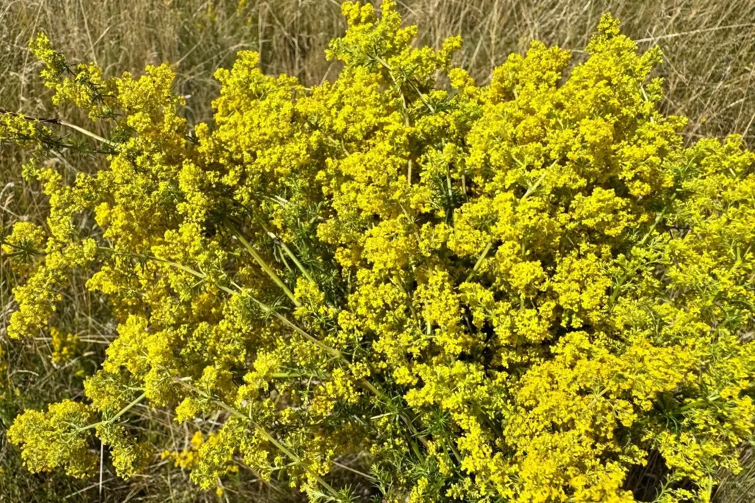 Lipkavec syridlový lat. Galium aparine, cz. Svízel přítula