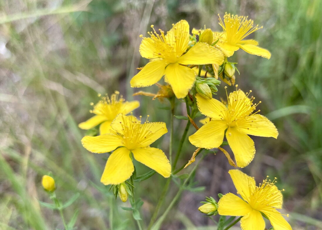 Ľubovník bodkovaný lat. Hypericum perforatum, cz. Třezalka tečkovaná