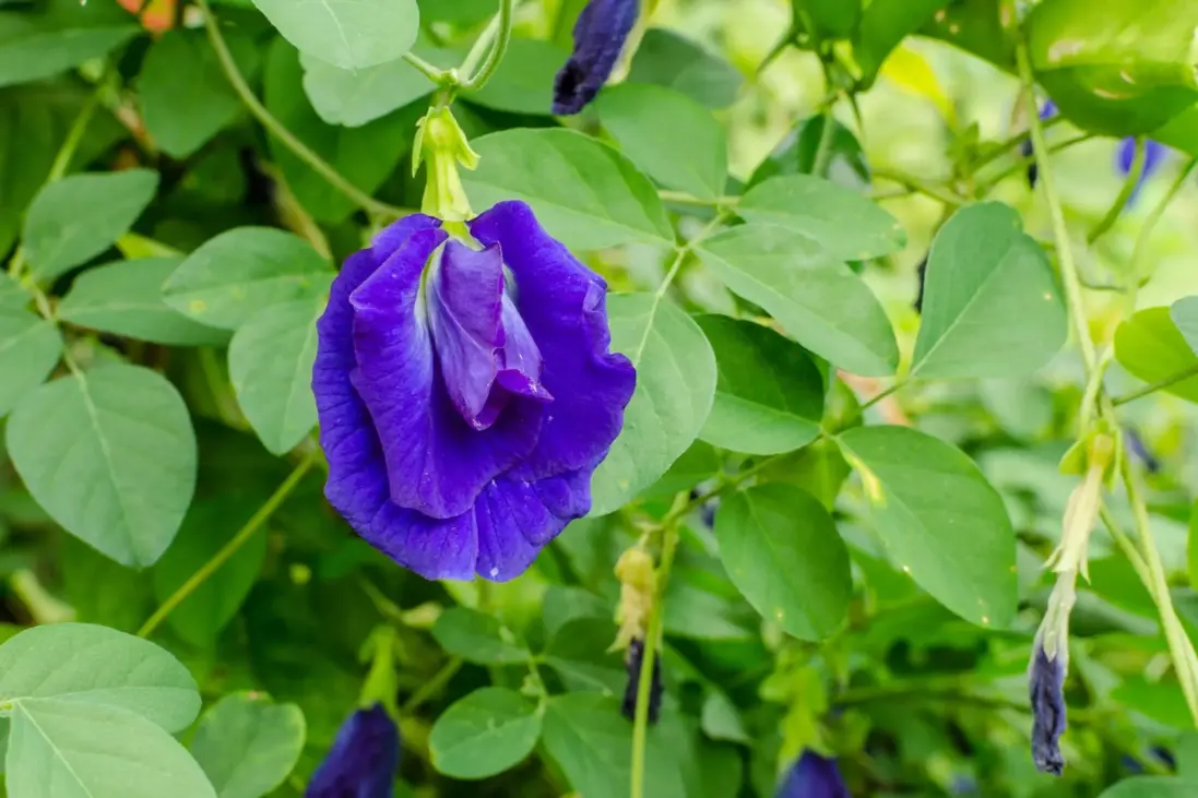 Motýlí kvet lat.: Clitoria ternatea, česky Motýlí květ
