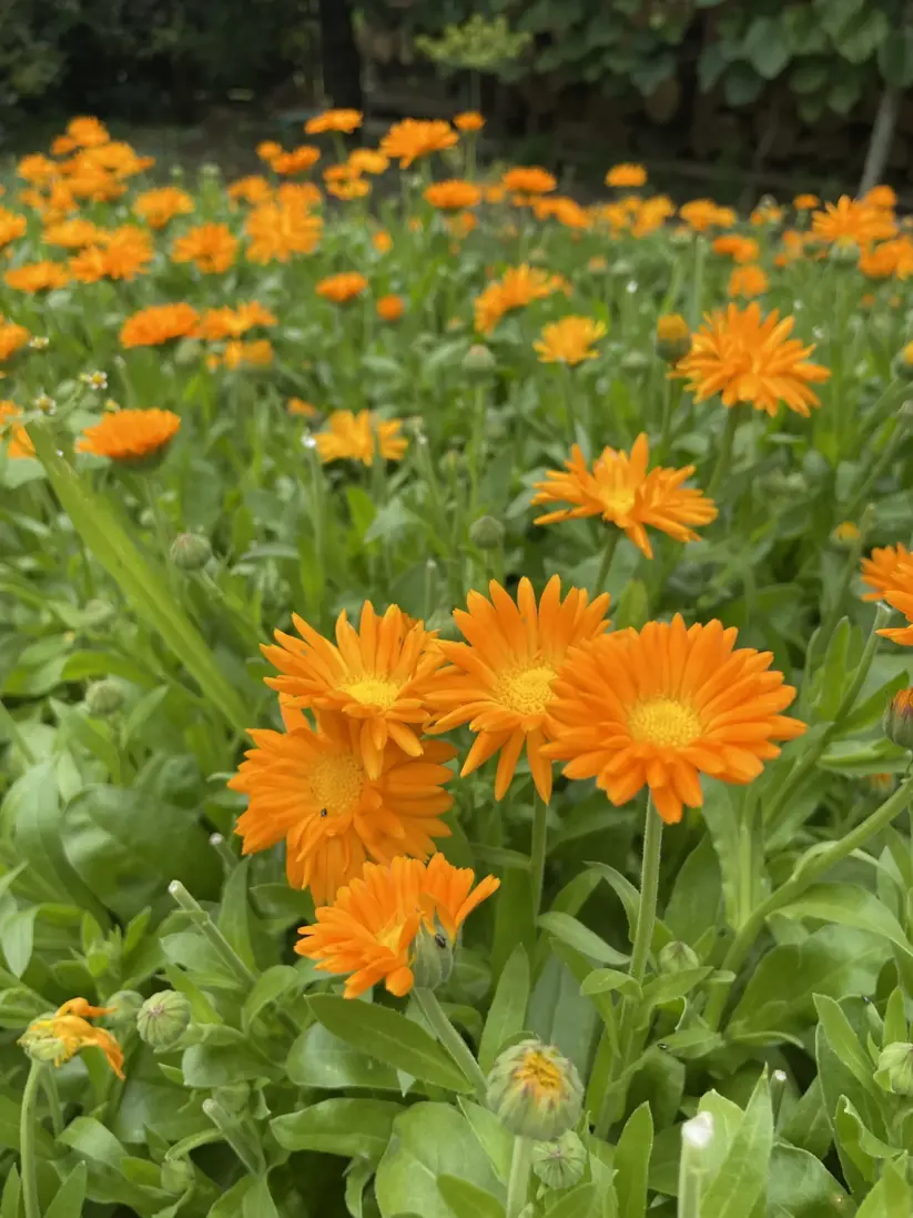 Nechtík lekársky lat.: Calendula officinalis, česky Měsíček lékařský