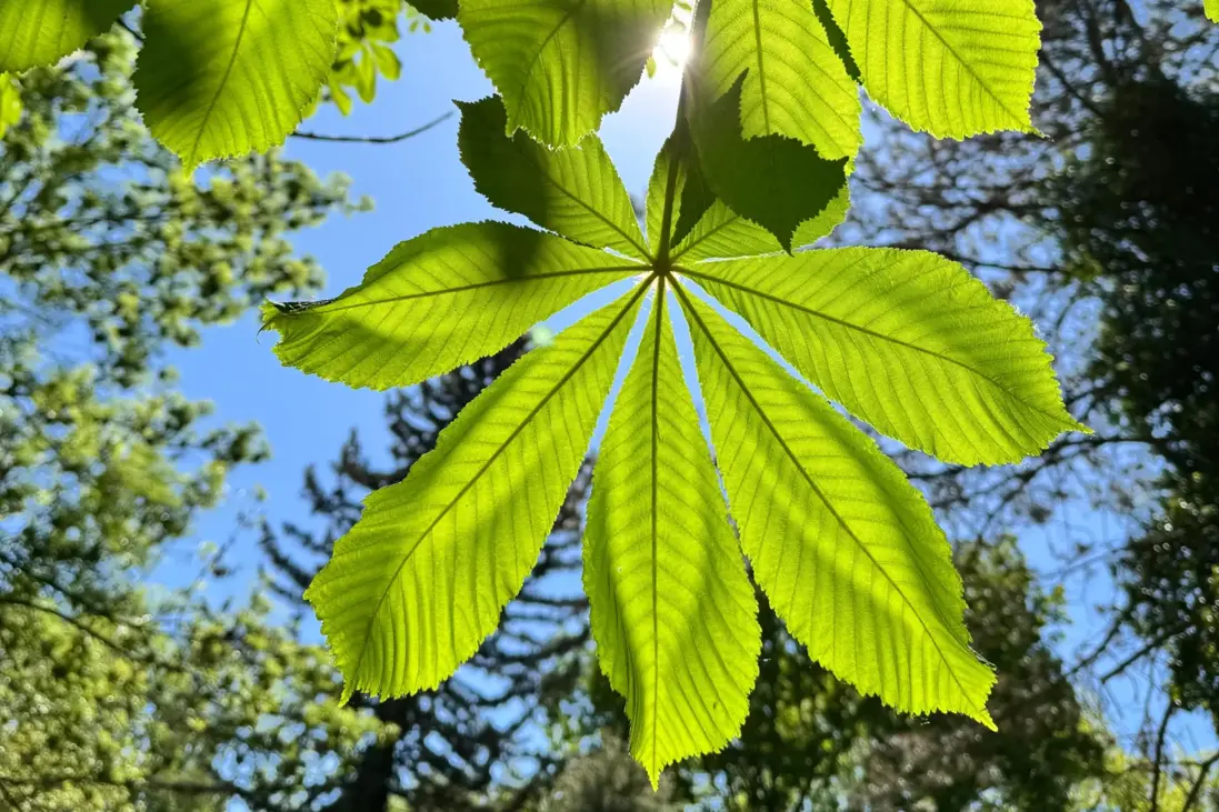 Pagaštan konský lat. Aesculus hippocastanum, cz. Jírovec maďal