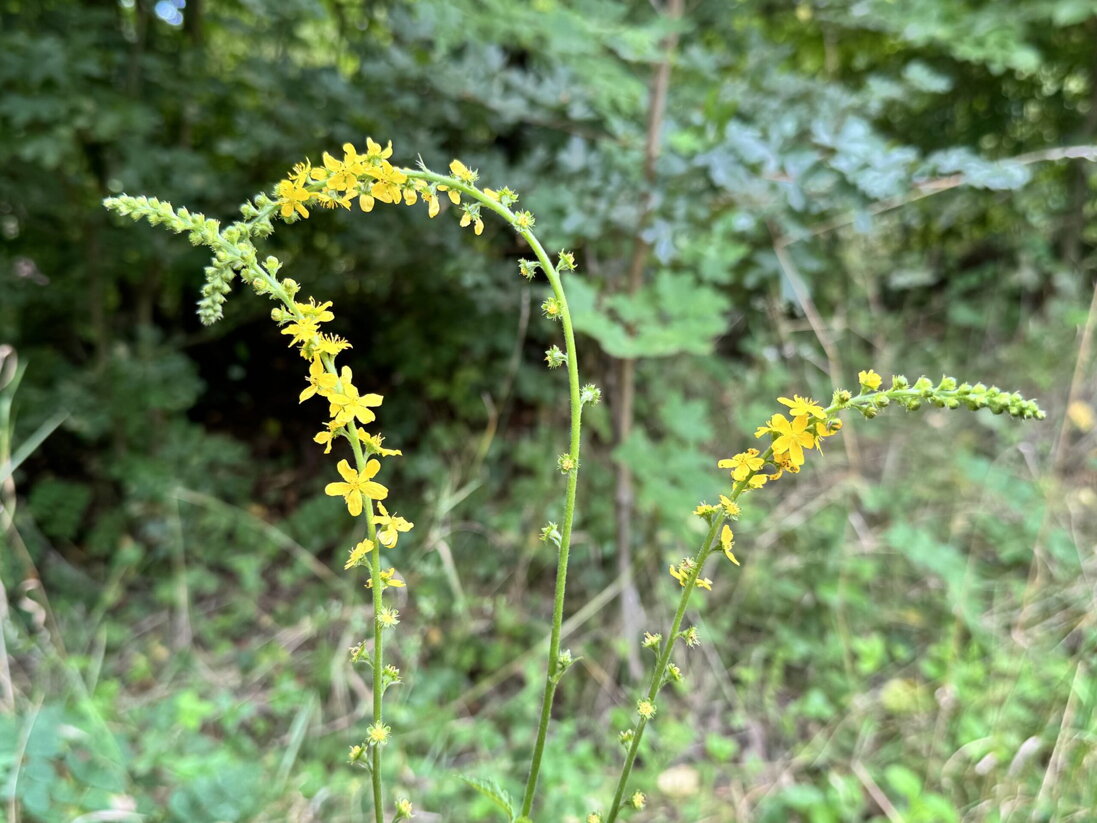 Repík lekársky lat.: Agrimonia eupatoria, česky Řepík lékařský
