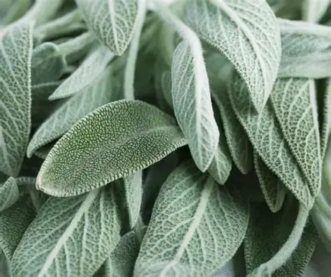 Šalvia lekárska lat. Salvia officinalis, cz. Šalvěj lékařská