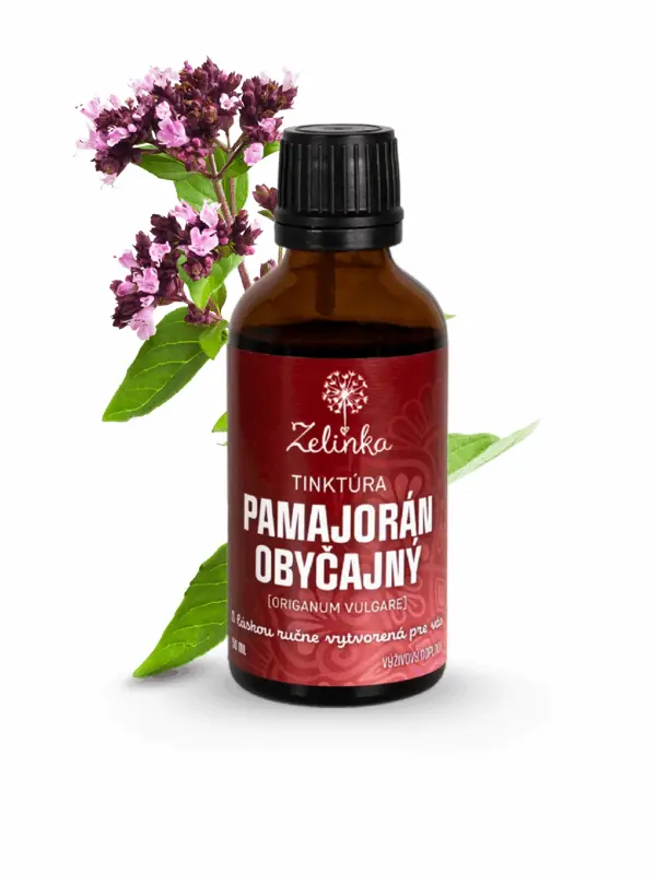 Pamajorán obyčajný tinktúra