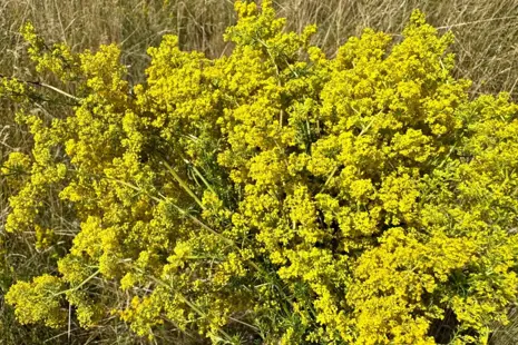 Lipkavec syridlový lat. Galium aparine, cz. Svízel přítula