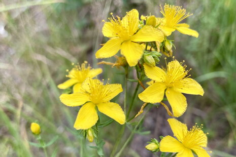 Ľubovník bodkovaný lat. Hypericum perforatum, cz. Třezalka tečkovaná