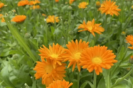 Nechtík lekársky lat.: Calendula officinalis, česky Měsíček lékařský