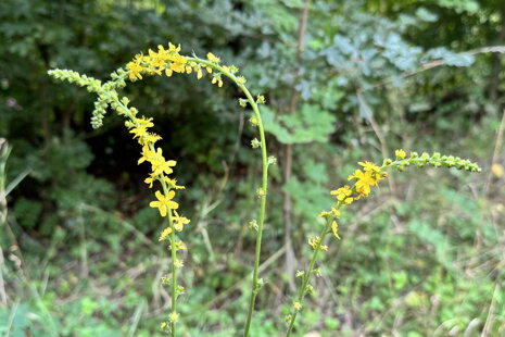 Repík lekársky lat.: Agrimonia eupatoria, česky Řepík lékařský