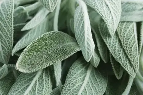 Šalvia lekárska lat. Salvia officinalis, cz. Šalvěj lékařská